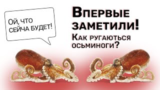 Как РУГАЮТСЯ Осьминоги между собой Их впервые заметили за бросанием грязи и ракушек друг в друга.