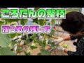 【ひろちゃん流】ころたん孫蔓の整枝の仕方