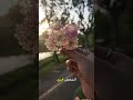 يزهر الشخص صباحكم س عاد ة صباح الورد
