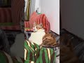 STRANGE MINISTER CUTE #cats #cutecat #catvideos