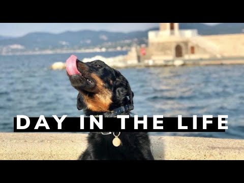 Video: Beauceron