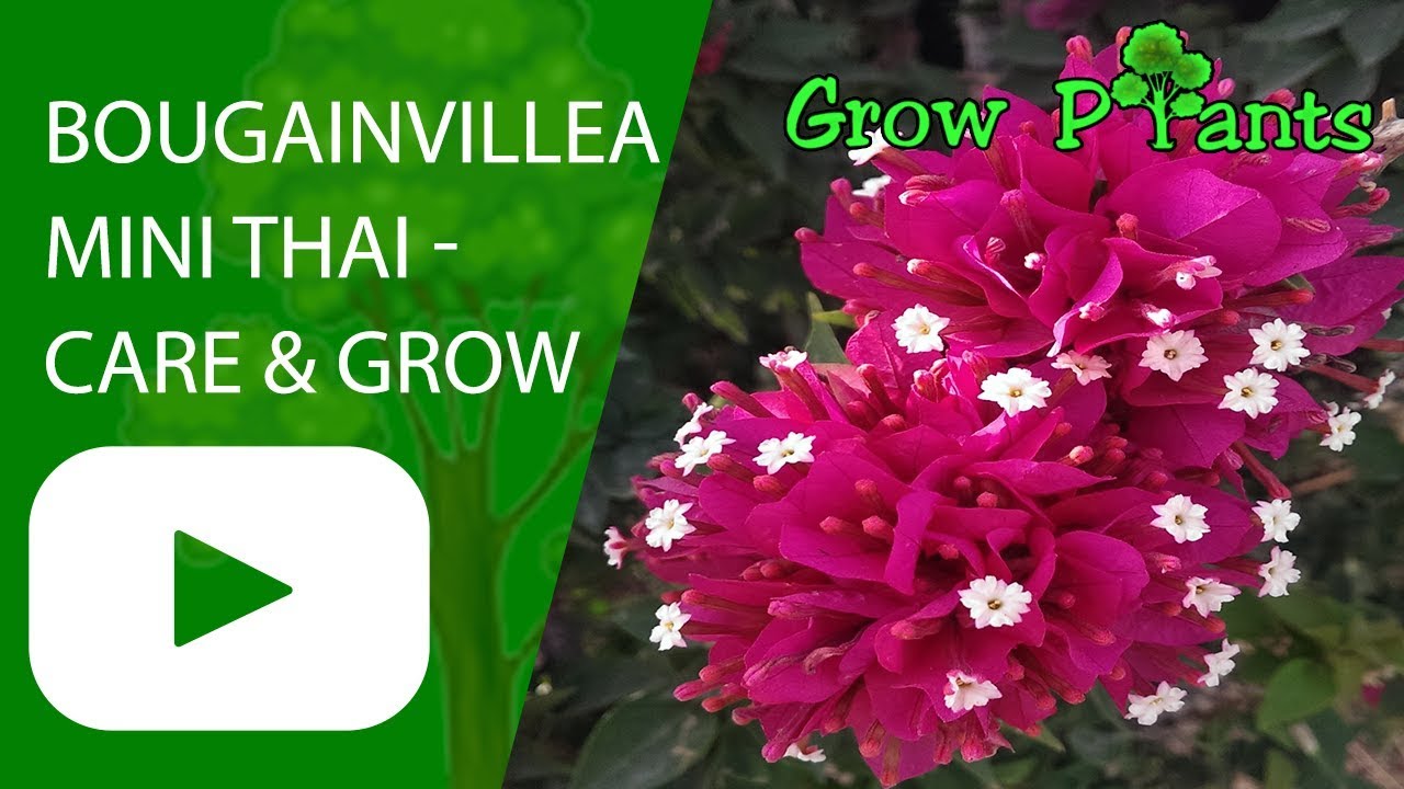 Bougainvillea mini thai - care and grow 