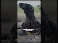 KOMODO EJDERİ AVLARINI ÇİĞNEMEDEN YUTUYOR!
