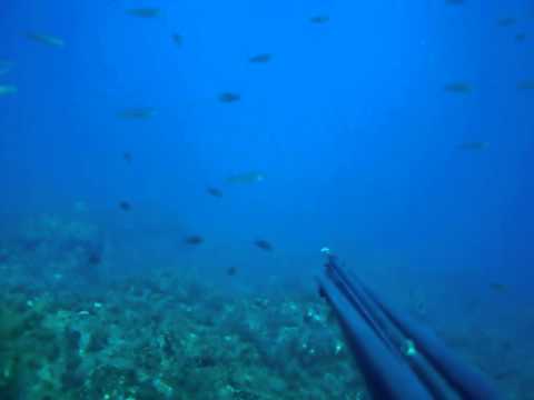Pesca in Apnea mare - 05/01/2011 - Palamitina calabrese 2...il ritorno