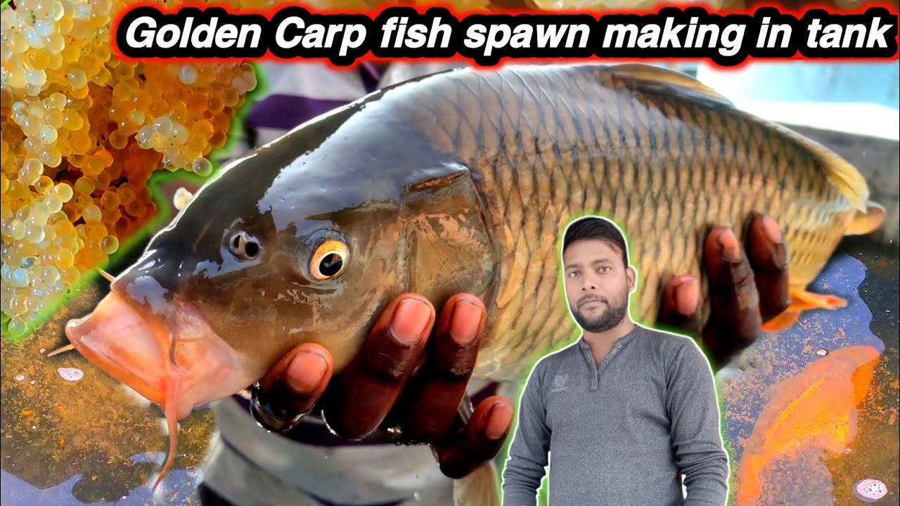 fish breeding in circular tank for fish in cement tank machhali