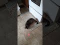 The best cat laser ever!