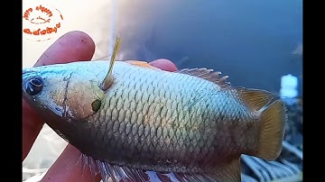 Cùng em bé săn cá rô đồng điểm mới và cái kết../[săn cá rô đồng mà dính toàn cá mè vinh]