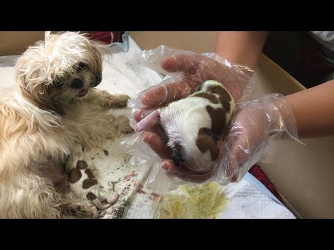 Video: Rozdiel Medzi Maltským A Shih Tzu