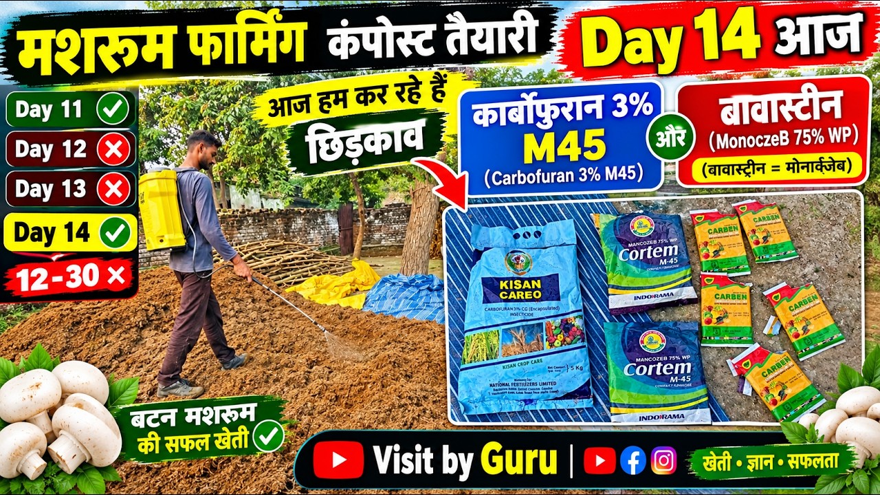 मशरूम फार्मिंग Day 14 🔥 कंपोस्ट पर छिड़काव | Carbofuran3% , M-45 और Bavistin @VisitbyGuru