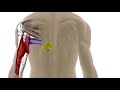 Trigger Point Therapy - Triceps and Elbow Pain