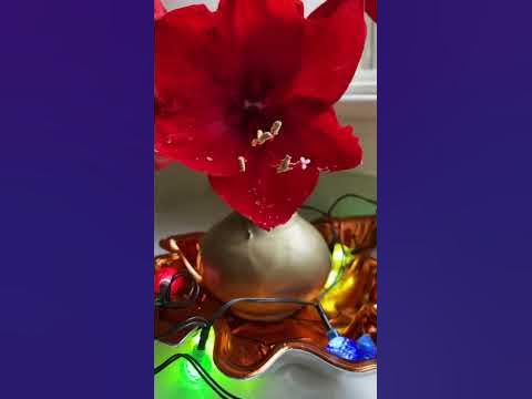 Амариллис! 🌺Так Красиво Цветёт! Амариллис в Воске! Amaryllis in Wax ...