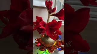 Амариллис! 🌺Так Красиво Цветёт! Амариллис в Воске! Amaryllis in Wax!! Amaryllis Blooming!#shorts