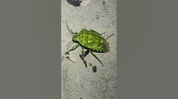A Juniper Stink Bug (Banasa euchlora) found out at night