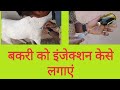 How to give injection to goats, Goat Treatment ,बकरी को इंजेक्शन केसे लगाएं