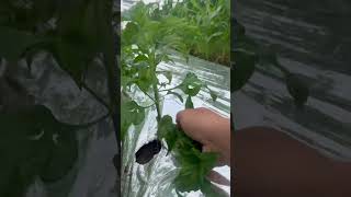 Proses Wiwil Atau Pemotongan Tunas Cabai Agar Batang Utama Subur cabai pertanian petani