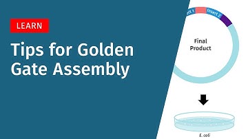Tips for Golden Gate Assembly