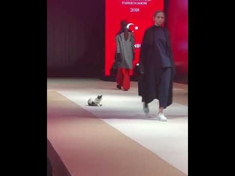 Video: “Runway Cat” Mengubah Runway Fashion Show Istanbul Menjadi Catwalk Literal