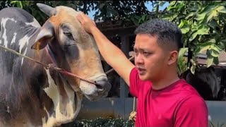 Mas Hermawan Takes Unique Jumbo Cows from Setia Farm for a Walk
