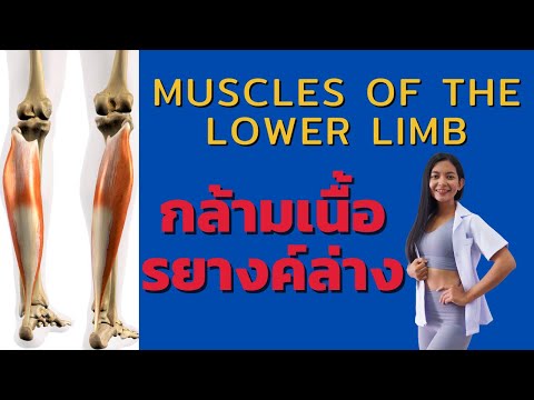 muscles of the lower limb กล้ามเนื้อรยางค์ล่าง I หมอลิษา - The Art of Treatment