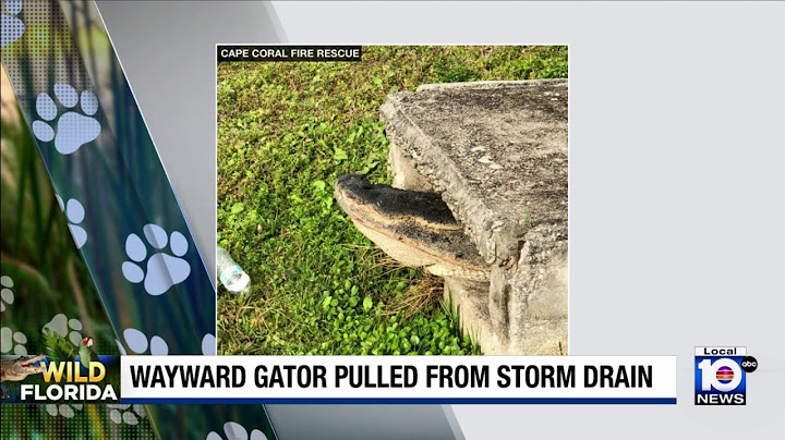 Wayward alligator gets stuck in tight spot
