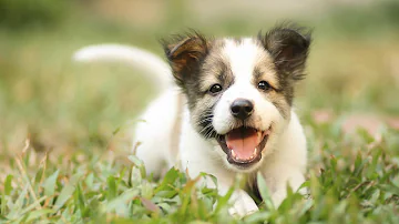 ¿Son más felices los hogares con perros?