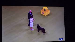 Part #1  148th WESTMINSTER KENNEL CLUB HERDING BREEDS