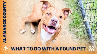 What to do with a found pet in Alamance County