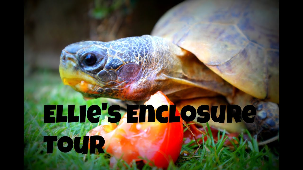 Tortoise Enclosure Tour *June 2014* YouTube