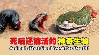 從死神手中逃掉的最牛生物，碎屍萬段仍可無限復活，人类竟也是其中一员 ！【紅桃K日記】