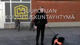 Projektikoira Treenejä