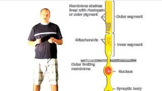 How does vision work? - Everyday Chemistry