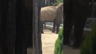 شق کردن فیل ایرانی