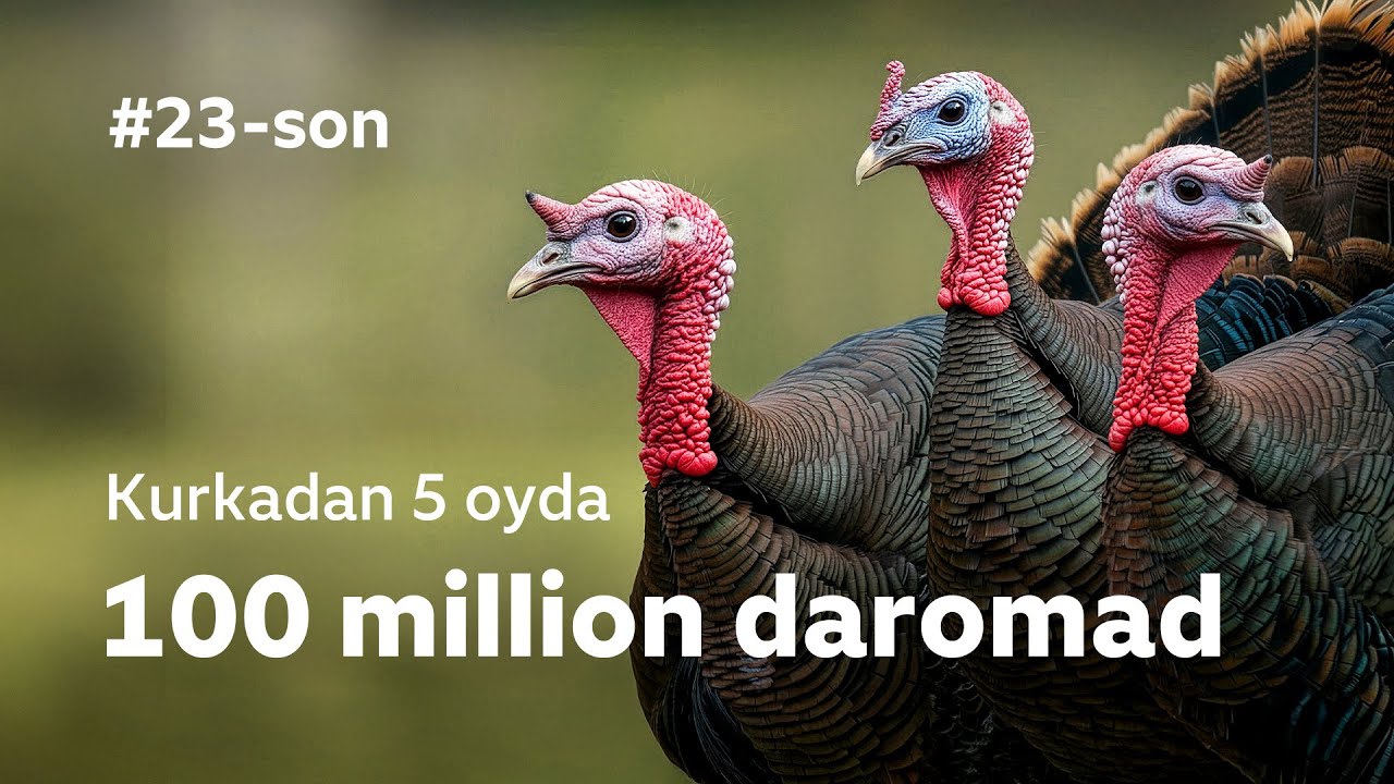 5 oyda KURKA biznesidan 100 MILLION SO'M daromad #23 Mening Tomorqam / QASHQADARYO VILOYATI