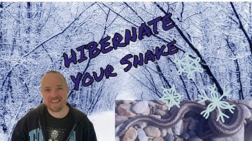 Snake Hibernation Will Prolong Your Snakes Life. Here’s How You Can Do it.