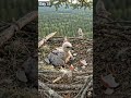 56 Days of a Bald Eagle's Life in 16 Seconds