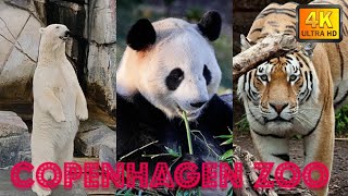 Copenhagen Zoo Complete Tour in 4K| Zoologisk Have København #københavnzoo #zoologiskhave