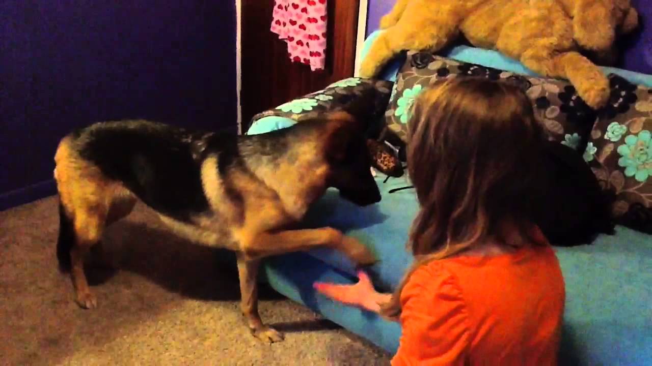K9 Love By Pati YouTube K9 Love By Pati YouTube