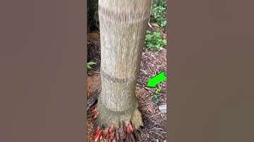 Đau lưng , sinh lý yếu #meosuckhoe #dieulinh