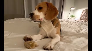 Cute beagle bedtime ritual