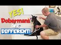 STOP Bathing Your Doberman Like Every Other Dog!