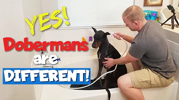Are Dobermans afraid of water?