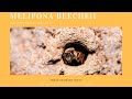 Melipona Beecheii.  Documental sobre la "Abeja Maya" Sub Eng