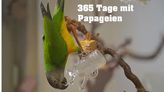 Das war das Jahr 2023 I my little Parrots 2023