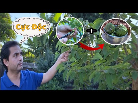 Video Cuộc Sống Mỹ #25| Cách Thụ Phấn Mãng Cầu 