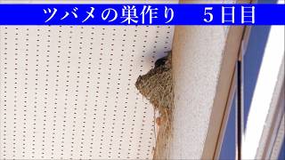 ツバメの巣作り5日目 - YouTube