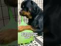 No stress, just Bree and her balloons 💭🎈#rottweiler #pets #puppy #petlover #doglife #dog #fyp #seo