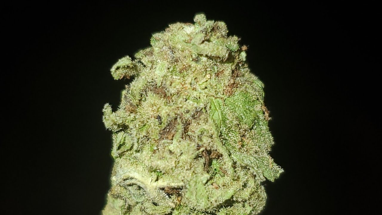 GUAVA CAKE STRAIN WAKE AND BAKE STYLE YouTube