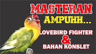 MASTERAN LOVEBIRD FIGHTER DAN BAHAN KONSLET SANGAT AMPUH