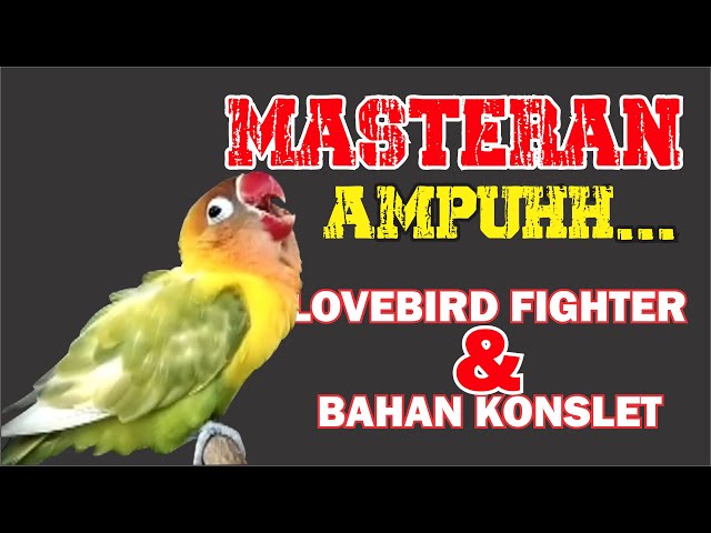 MASTERAN LOVEBIRD FIGHTER DAN BAHAN KONSLET SANGAT AMPUH class=