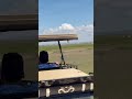 Cheetah felt cornered..So it attacked!😱😬(No one was hurt🙏🏻) #animals #youtubeshorts #fyp #wildlife❤️